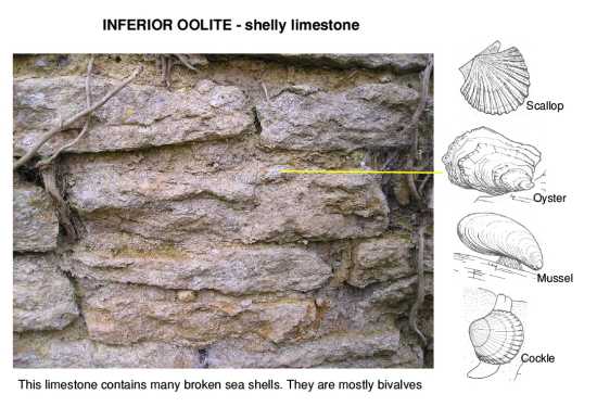 Inferior Oolite - Shelly Limestone