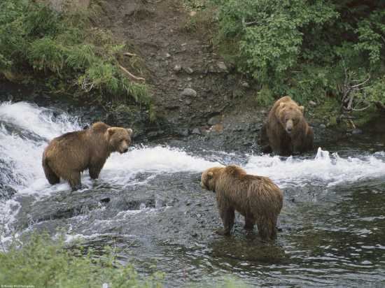Brown bears in the tundra