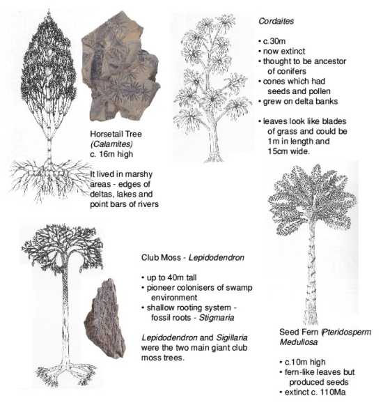 Plants of the Coal Measures