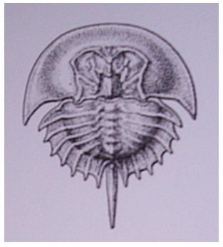 Drawing of crustacean