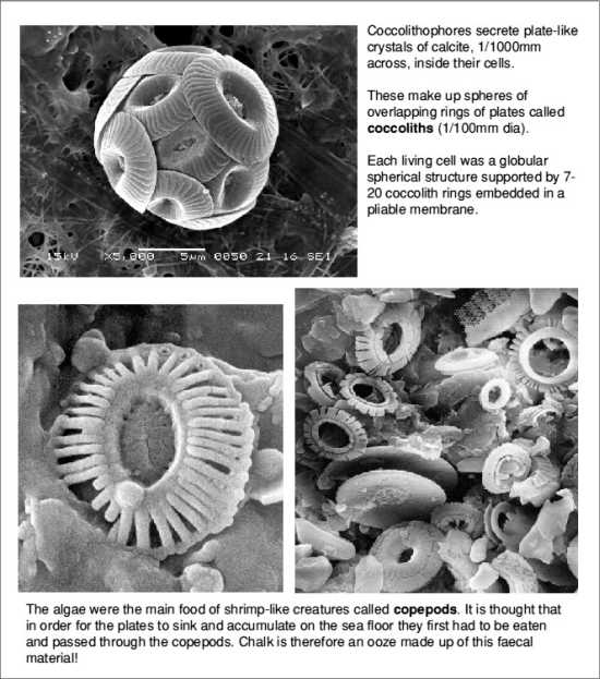 Coccoliths