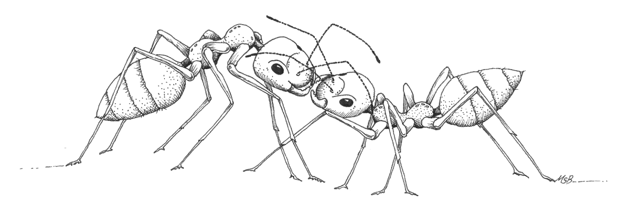 Ants feeding each other